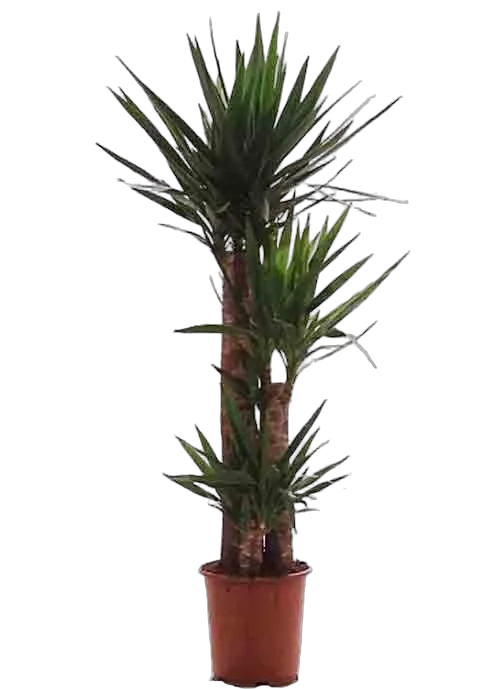 Пальма Юкка 3 ствола - Yucca D30 H140