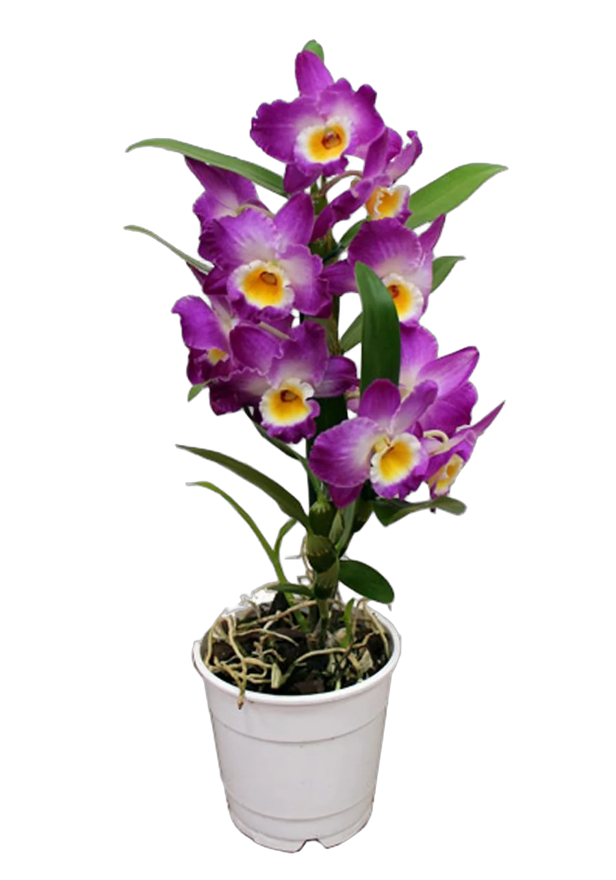 Дендробиум Нобиле розовый - Dendrobium nobile D12 H35