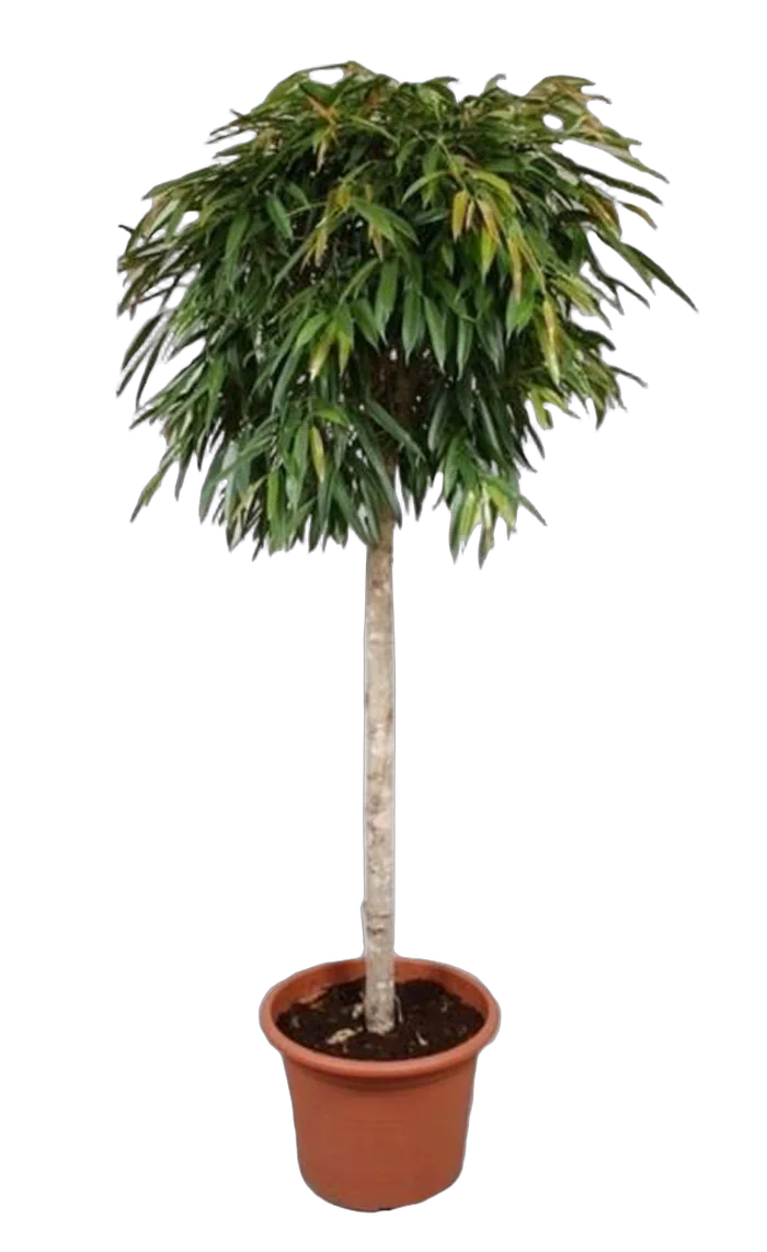 Фикус Биннедика Али штамб - Ficus binnendijkii Alii D60 H250