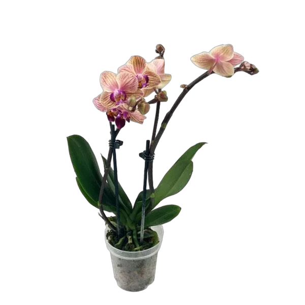 Фаленопсис мини 2 цветоноса - Phalaenopsis D9 H20