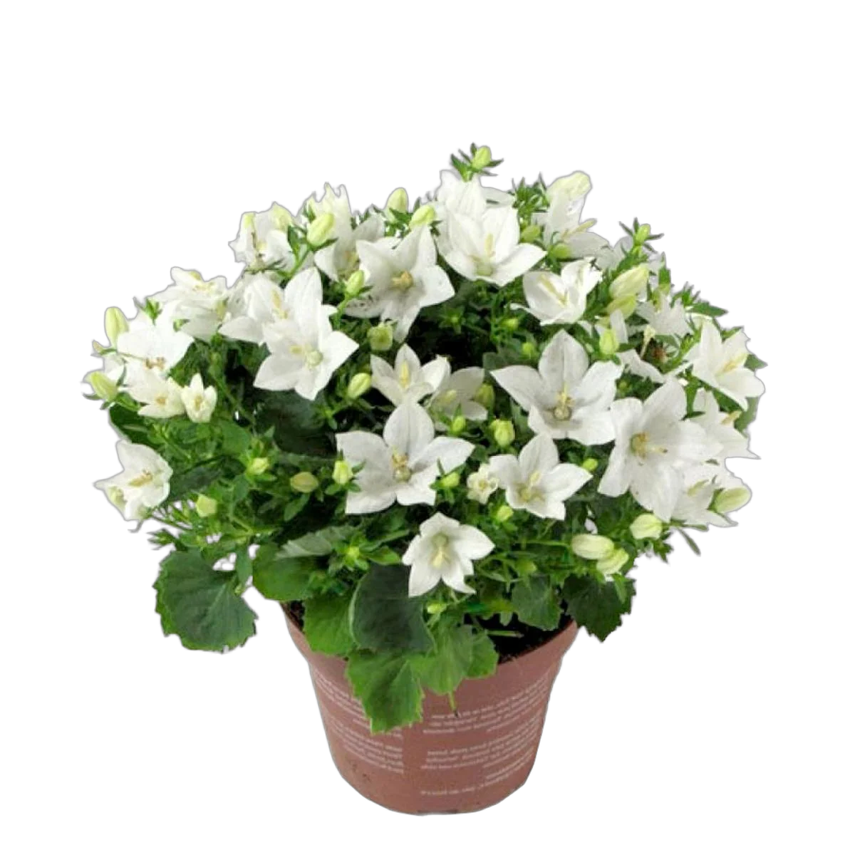 Кампанула Изофола Белая - Campanula isoph Atlanta White D10 H17