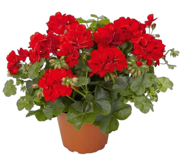 Герань (пеларгония) красная - Pelargonium D12 H25