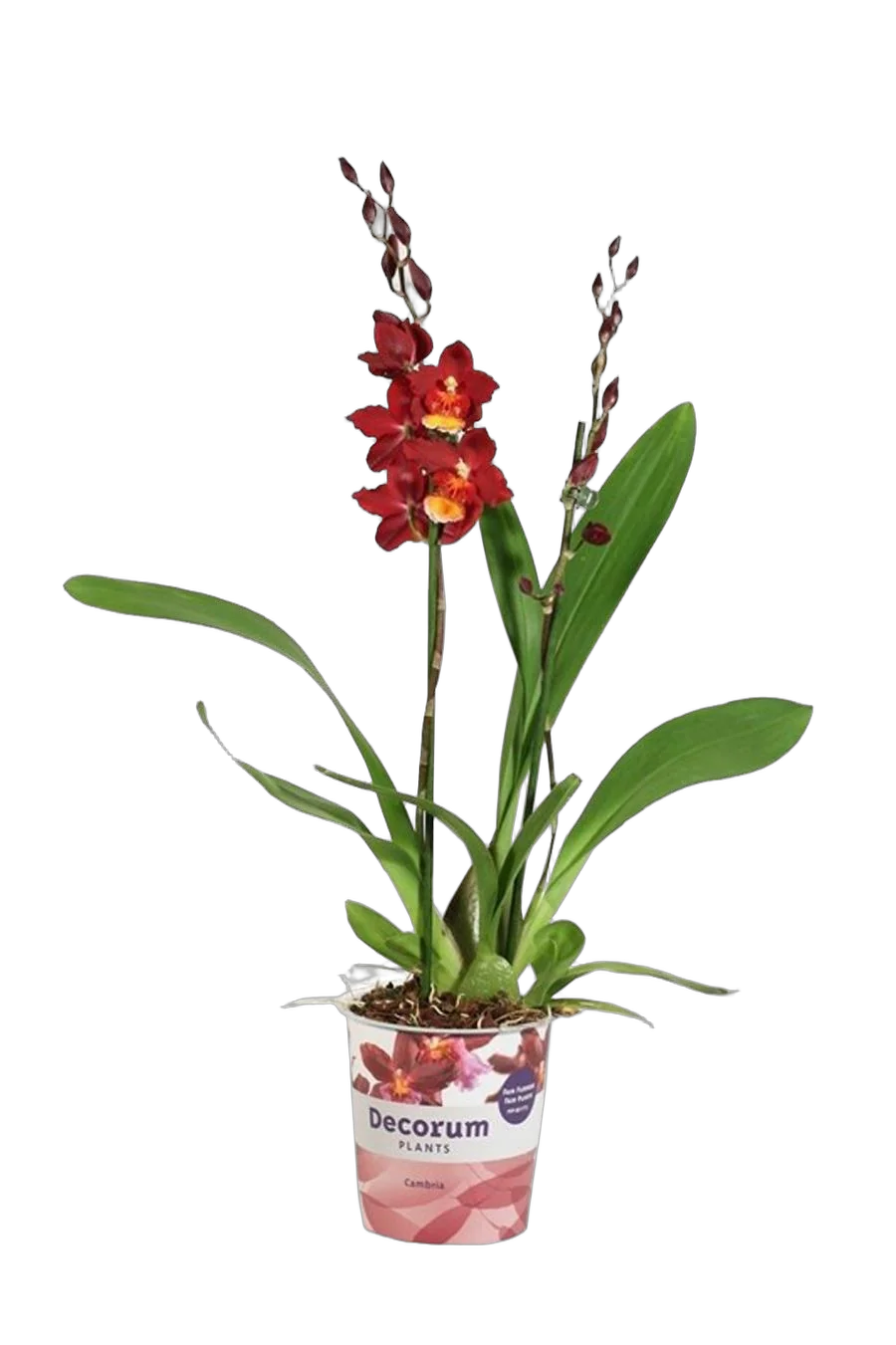 Камбрия Руби Ред 2 цветоноса - Cambria Red Ruby D12 H50