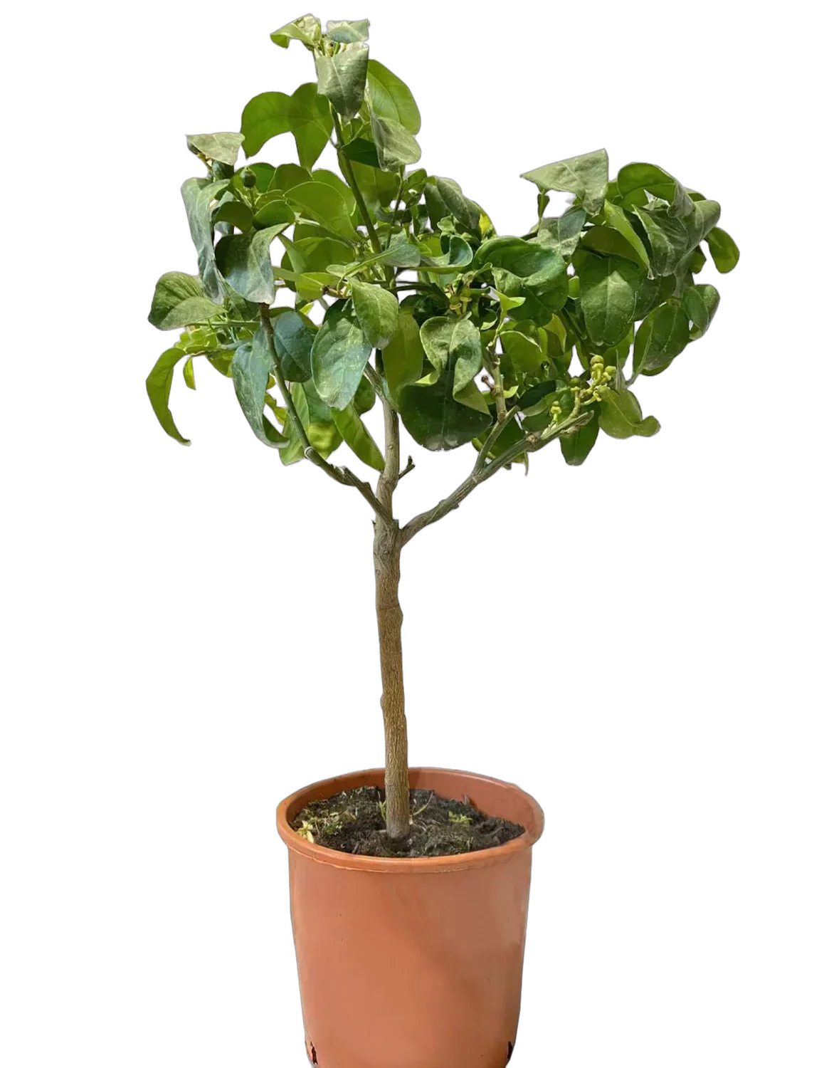 Апельсин Биццария - Citrus sinensis Bizzaria  D21 H80