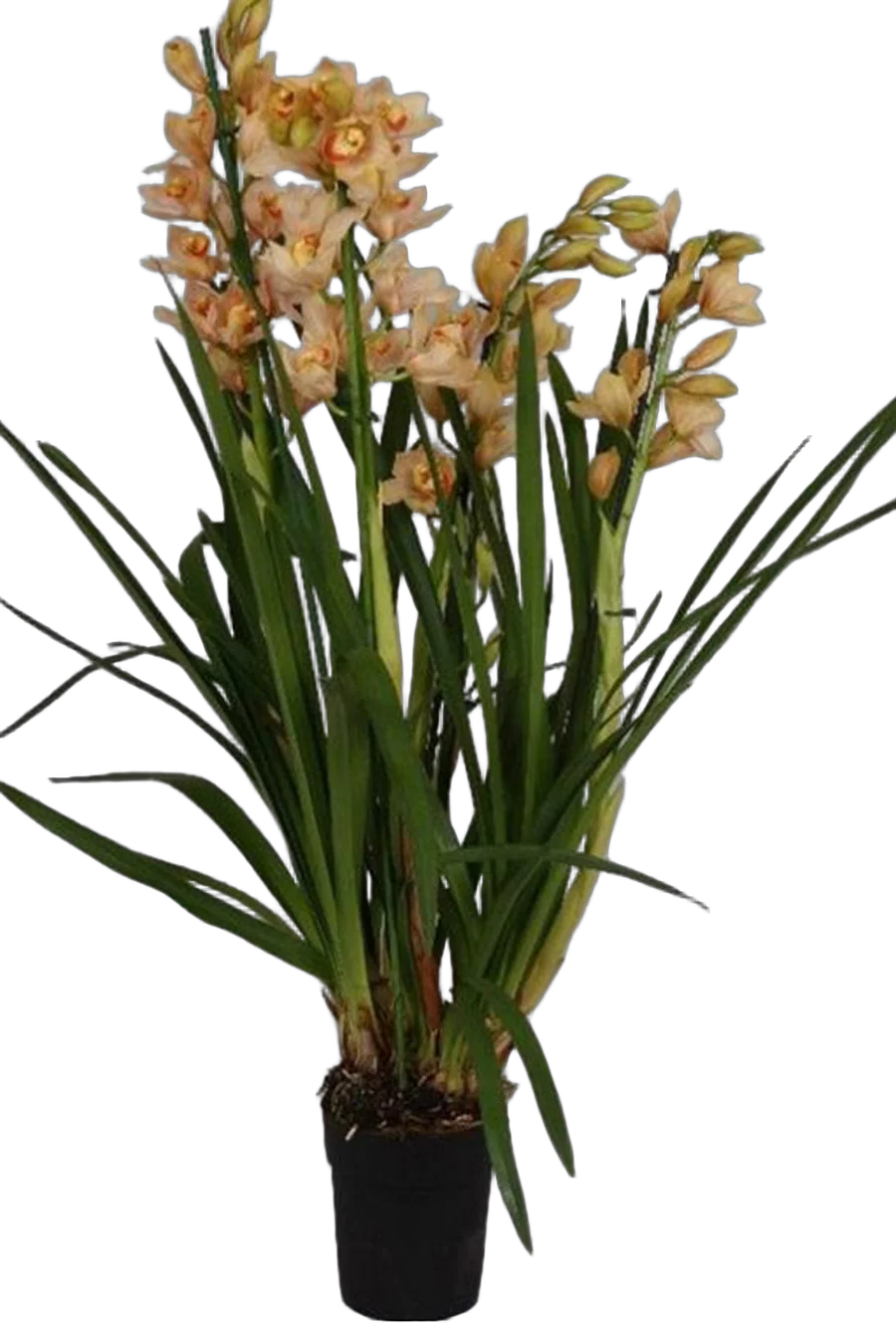 Цимбидиум Бежевый - Cymbidium D18 H90