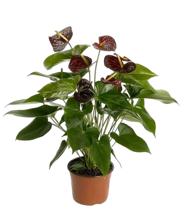 Антириум адрианиум Блэк Квин коричневый D18 H60