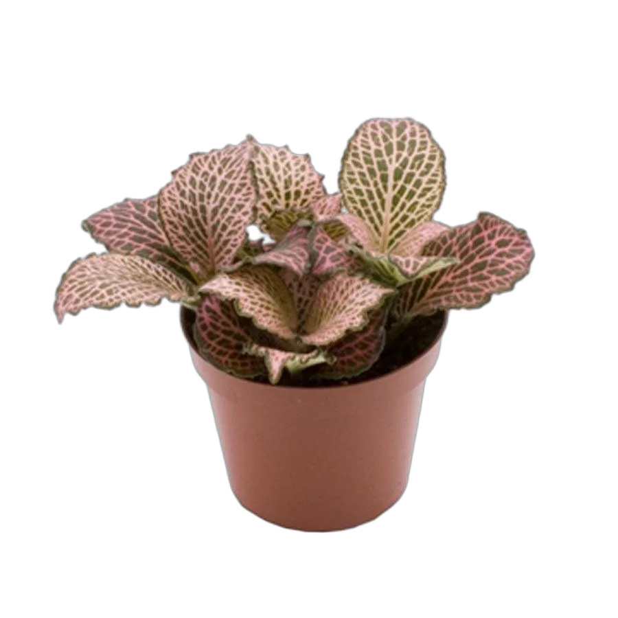 Фиттония Пинк Анне - Fittonia Pink Anne D5 H10