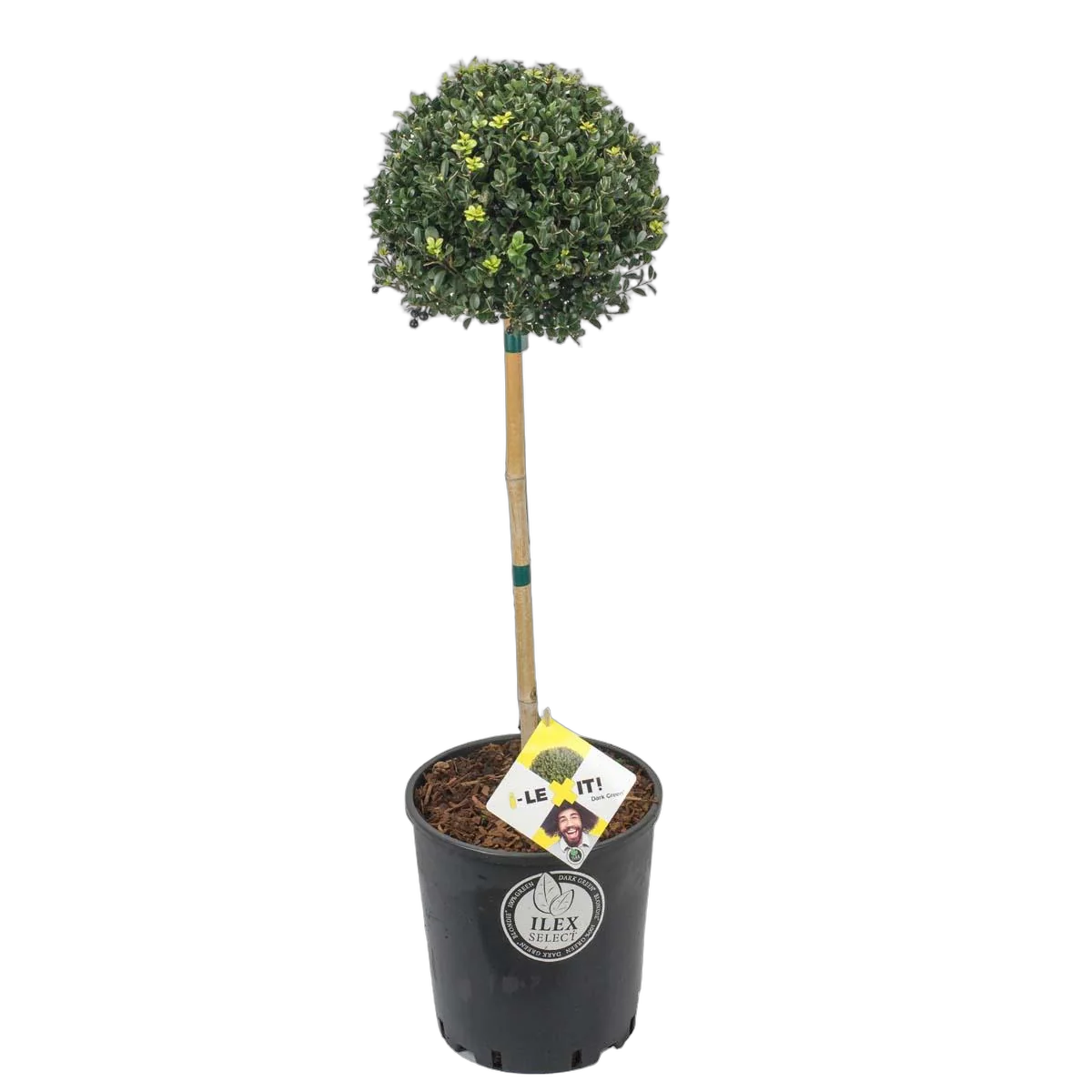 Падуб городчатый - Ilex crenata 'Dark Green' D34 H80