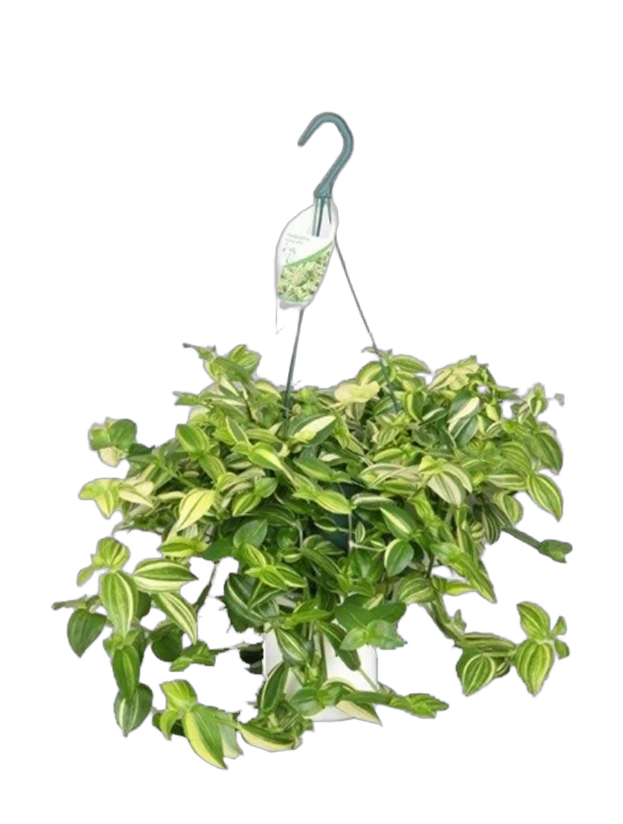 Традесканция - Tradescantia Yellow Hill D17 H32