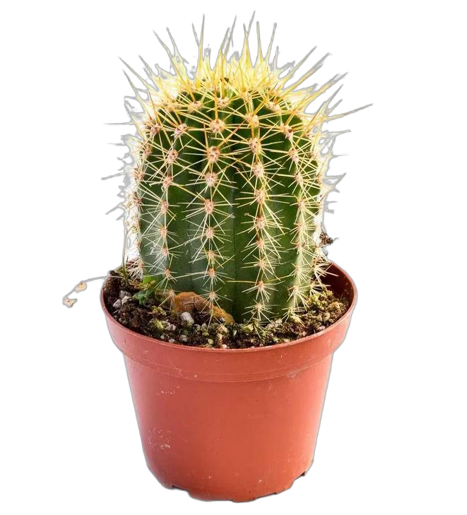 Трихоцереус бугорчатореберный - Trichocereus Thelegonus  D14 H25