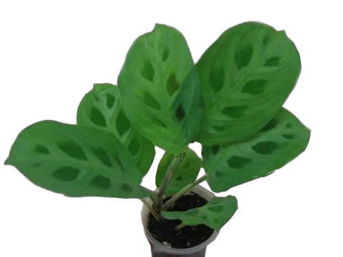 Маранта двухцветная - Maranta bicolor D12 H25