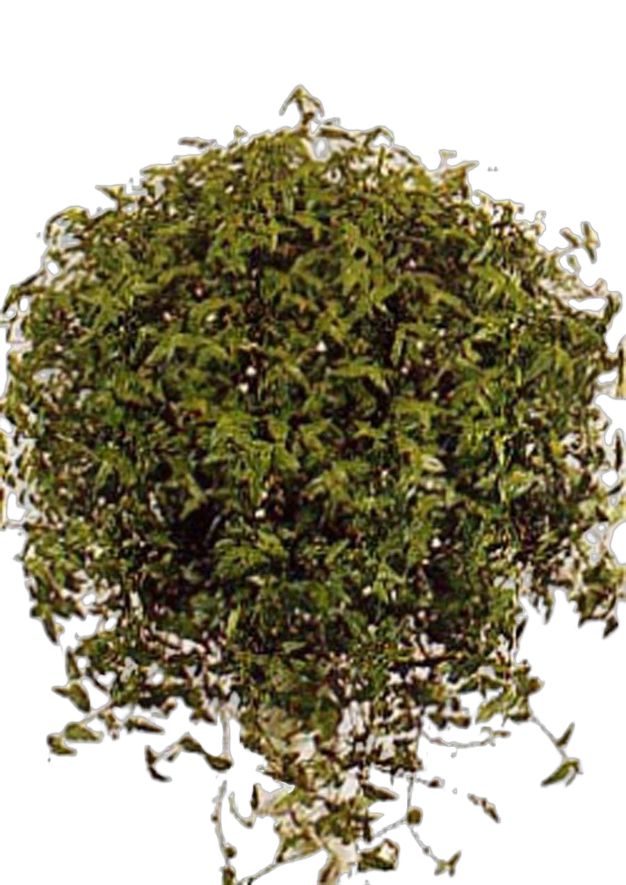 Традесканция - Tradescantia multiflora D18 H40