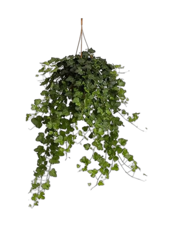 Хедера, плющ - Hedera D19 H50