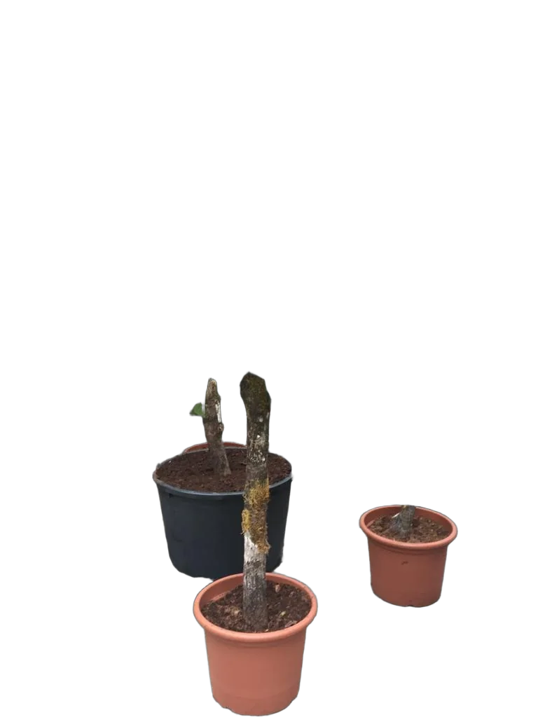 Фикус Лирата на стволе  - Ficus lyrata D50 H230