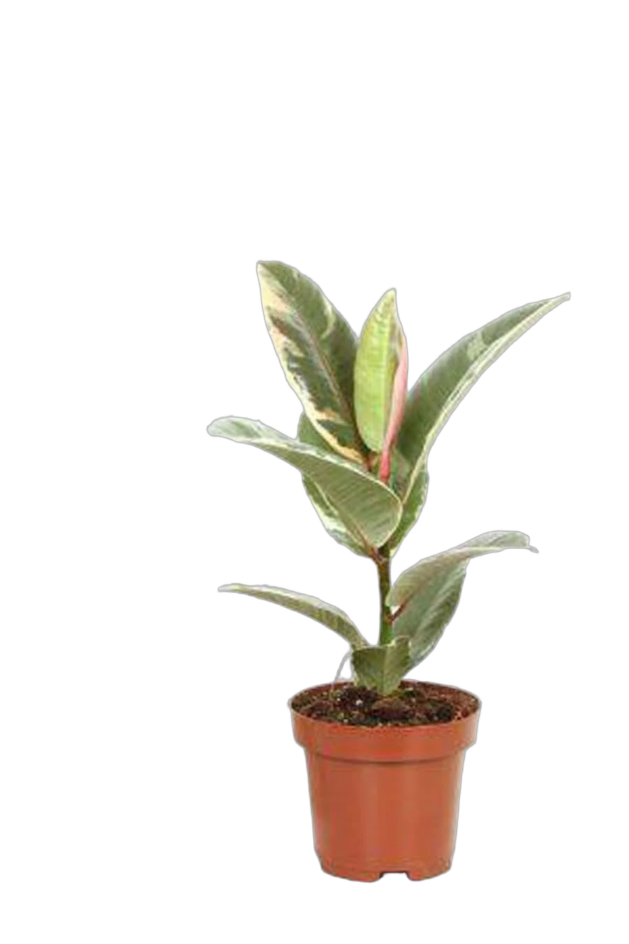 Фикус эластика или каучуконосный Тинеке - Ficus Tineke D14 H35