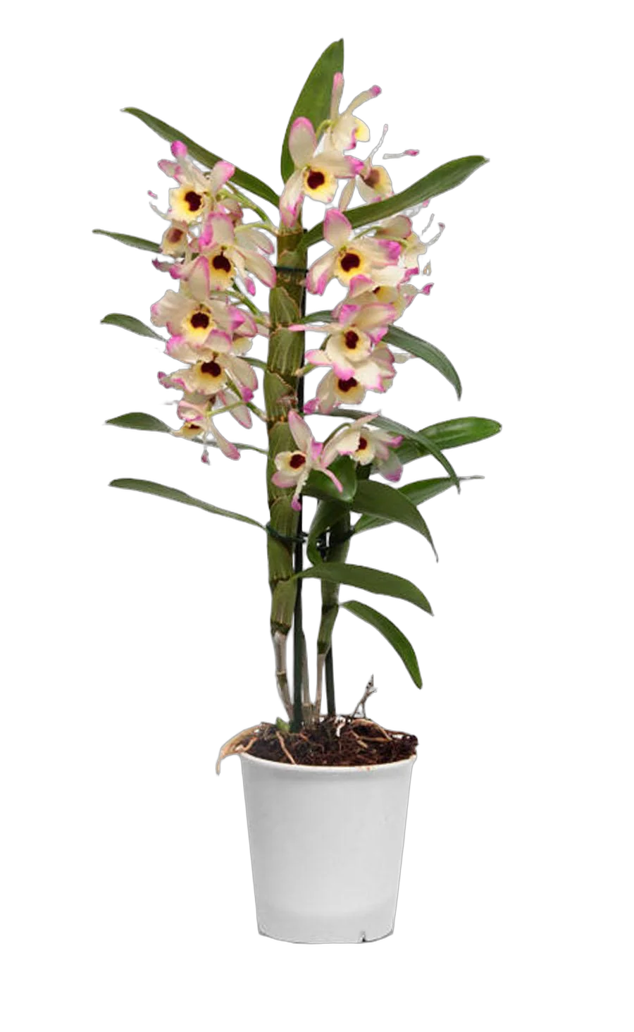 Дендробиум Нобиле чайный - Dendrobium nobile D12 H40
