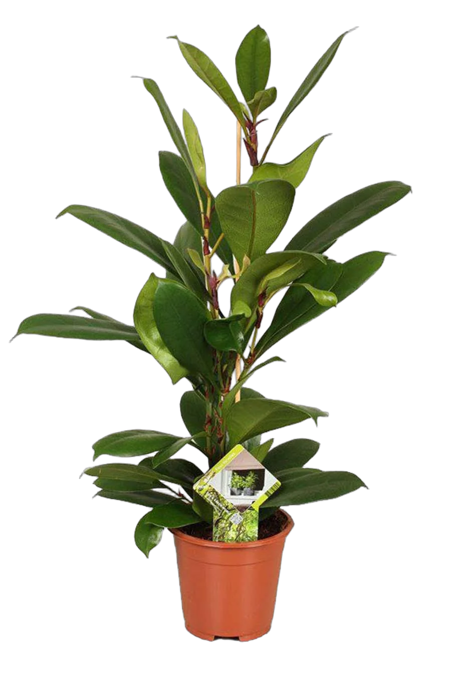 Фикус Циатистипула - Ficus Cyatistipula Zuil D12 H20