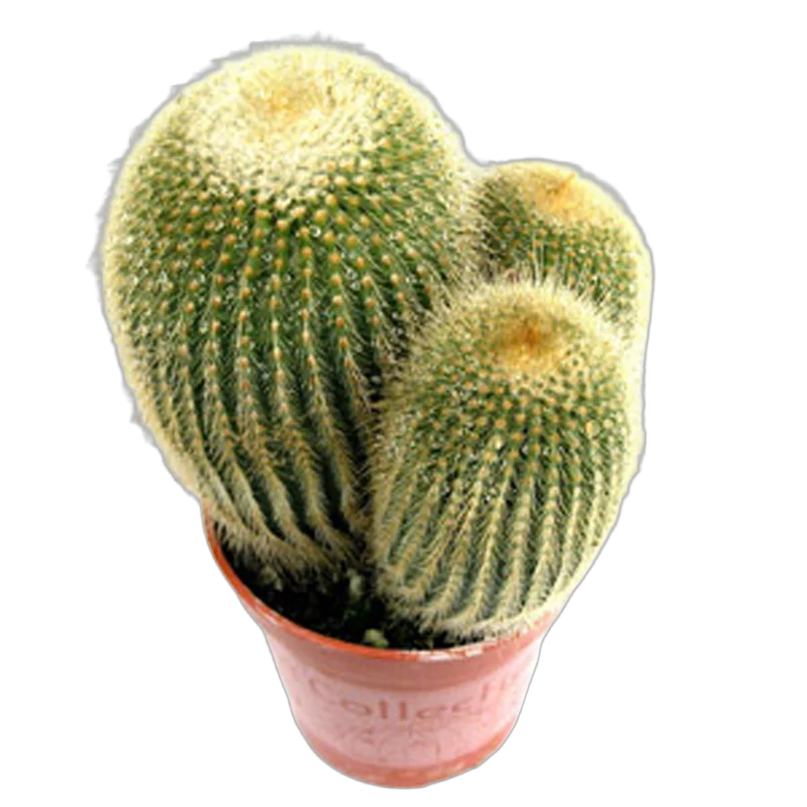 Нотокактус - Notocactus ottonis D17 H30