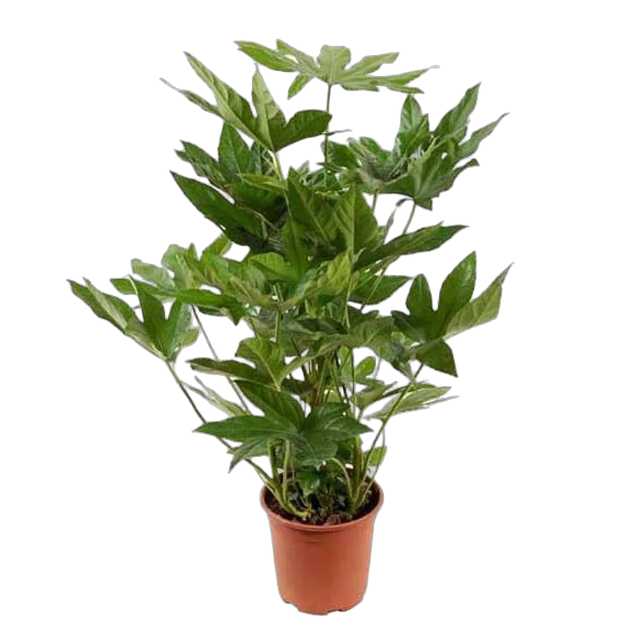 Фатсия японская - Fatsia japonica  D20 H100