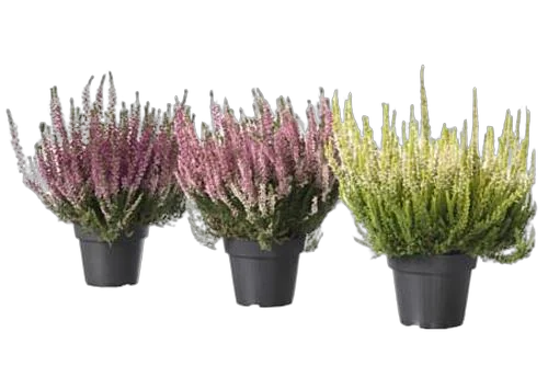 Вереск Каллуна - Calluna D9 H10