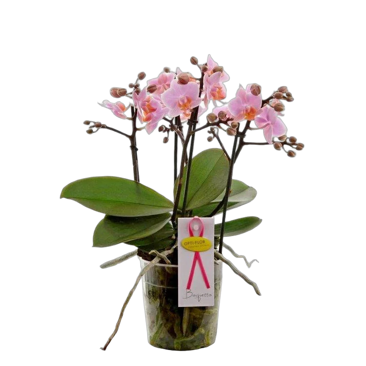 Фаленопсис мини 4 цветоноса - Phalaenopsis Multiflora D9 H15