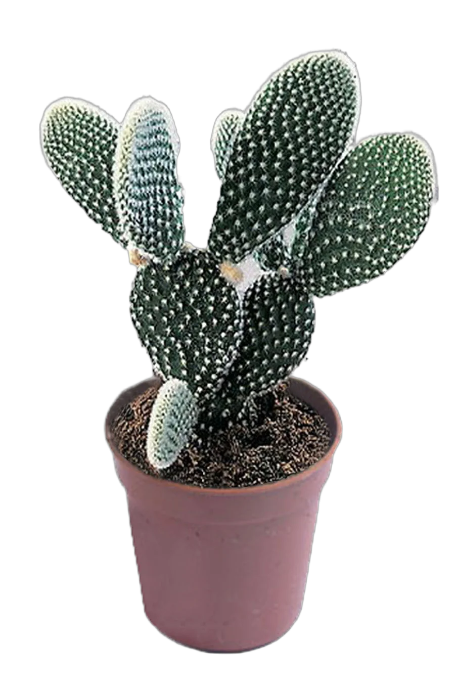 Опунция мелковолосистая - Opuntia microdasys  D12 H25