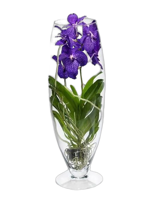 Ванда в вазе Шампань D19 H65