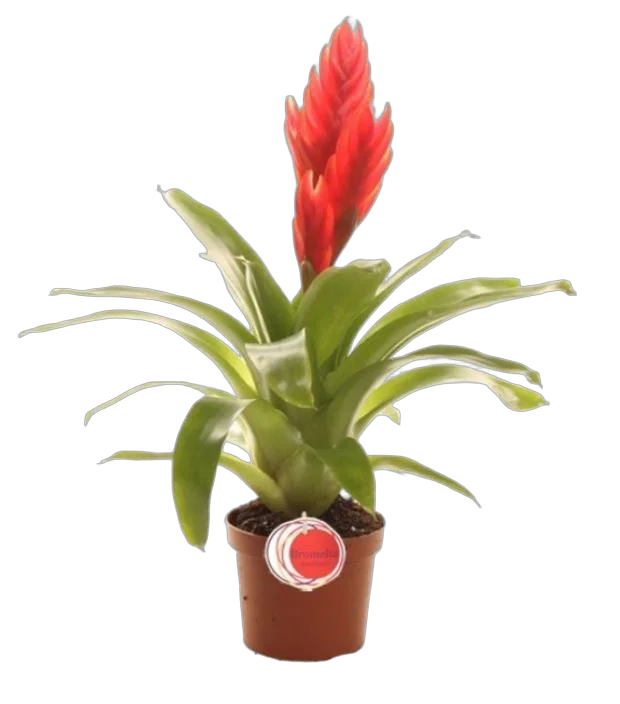 Фризея El Salm красная - Vriesea El Salmon D9 H35