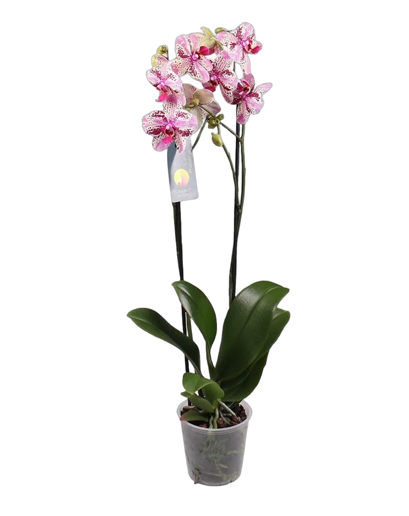 Фаленопсис Dtps Joy Angel Voice Selene Joy 2 цветоноса - Phalaenopsis D12 H60