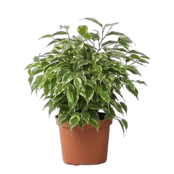 Фикус Бенджамина Кинки - Ficus benjamina Kinky  D12 H35