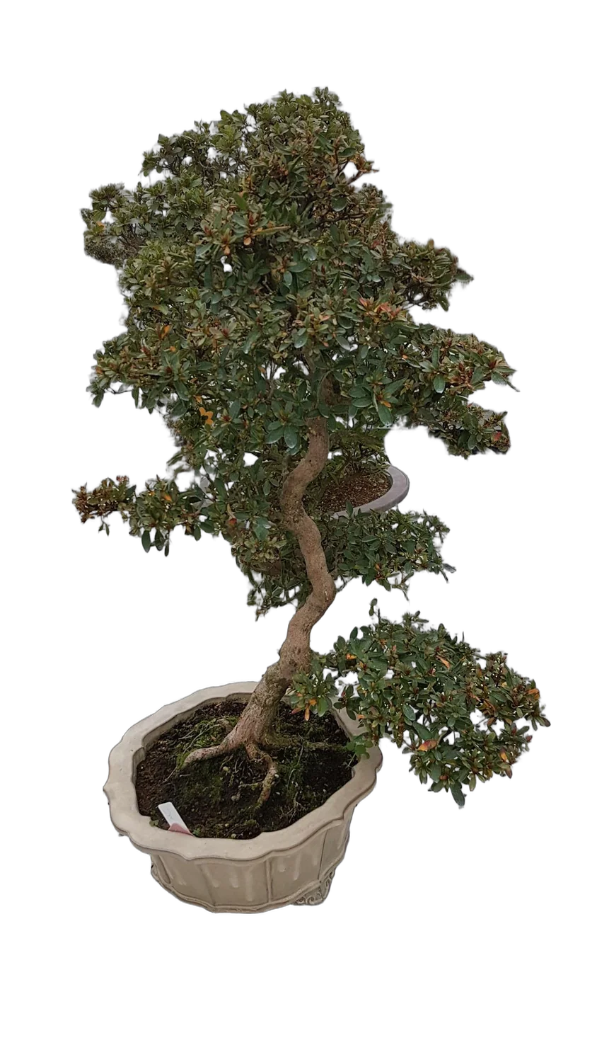 Цветущий бонсай Азалия D30 H73