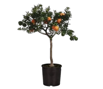 Апельсин Миртолистный - Citrus Chinotto D17 H60