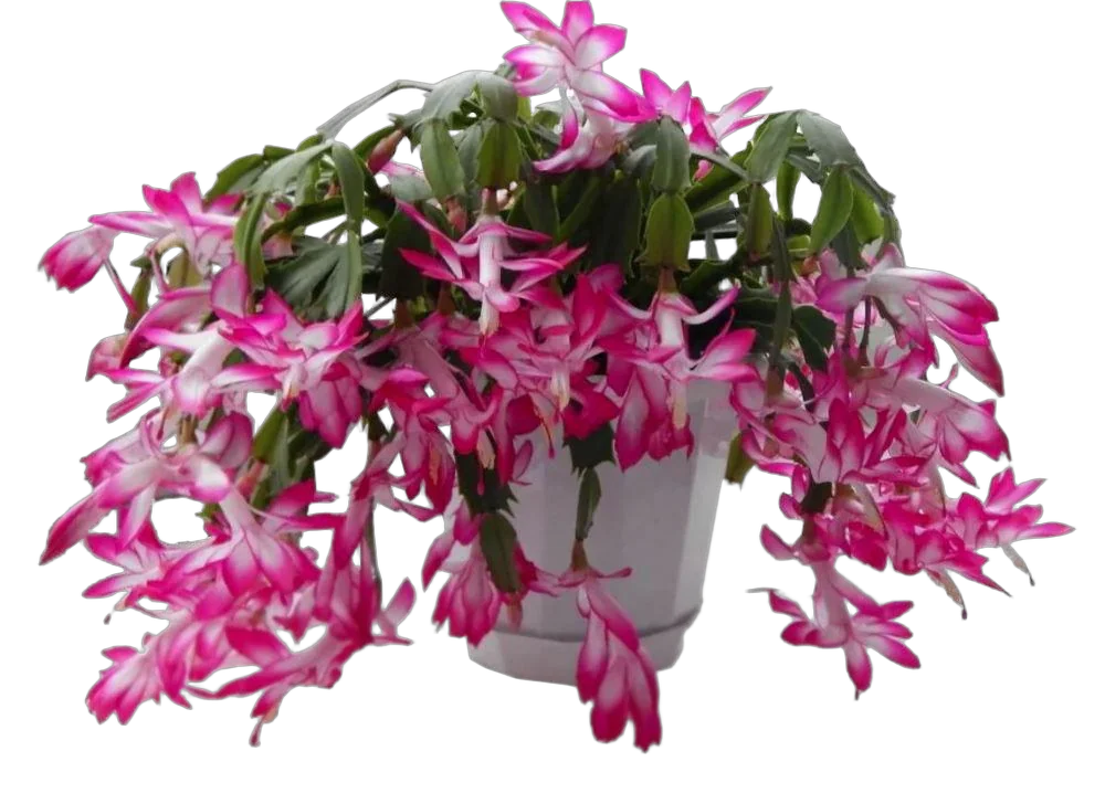 Шлюмбергера розовая - Schlumbergera D17 H30