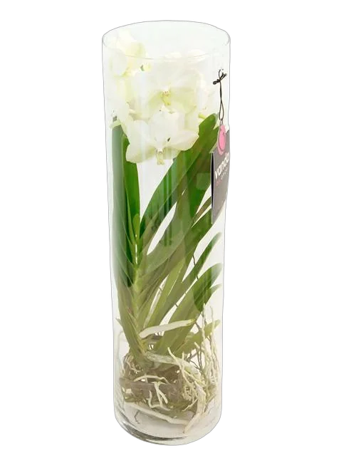 Ванда в вазе Лисан - Vanda Lisanne D19 H70