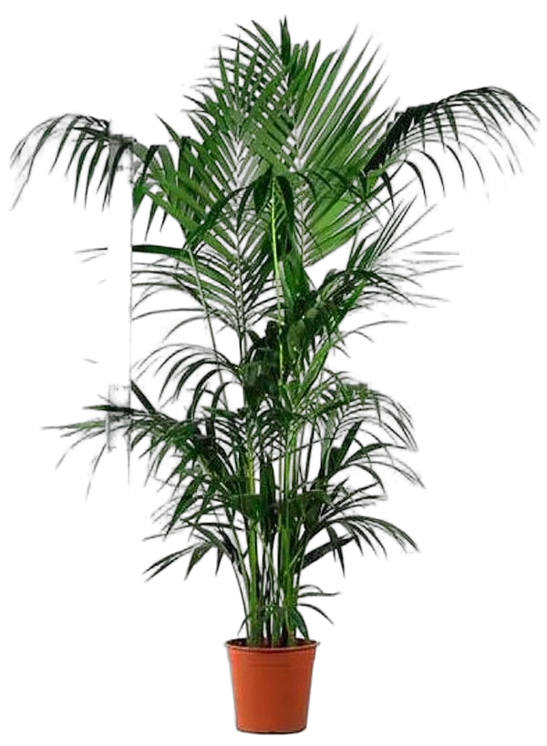 Ховея Форстера - Forsteriana D30 H240