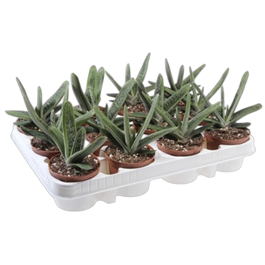 Гастерия Литл варти - Gasteria Little Warty D5 H15