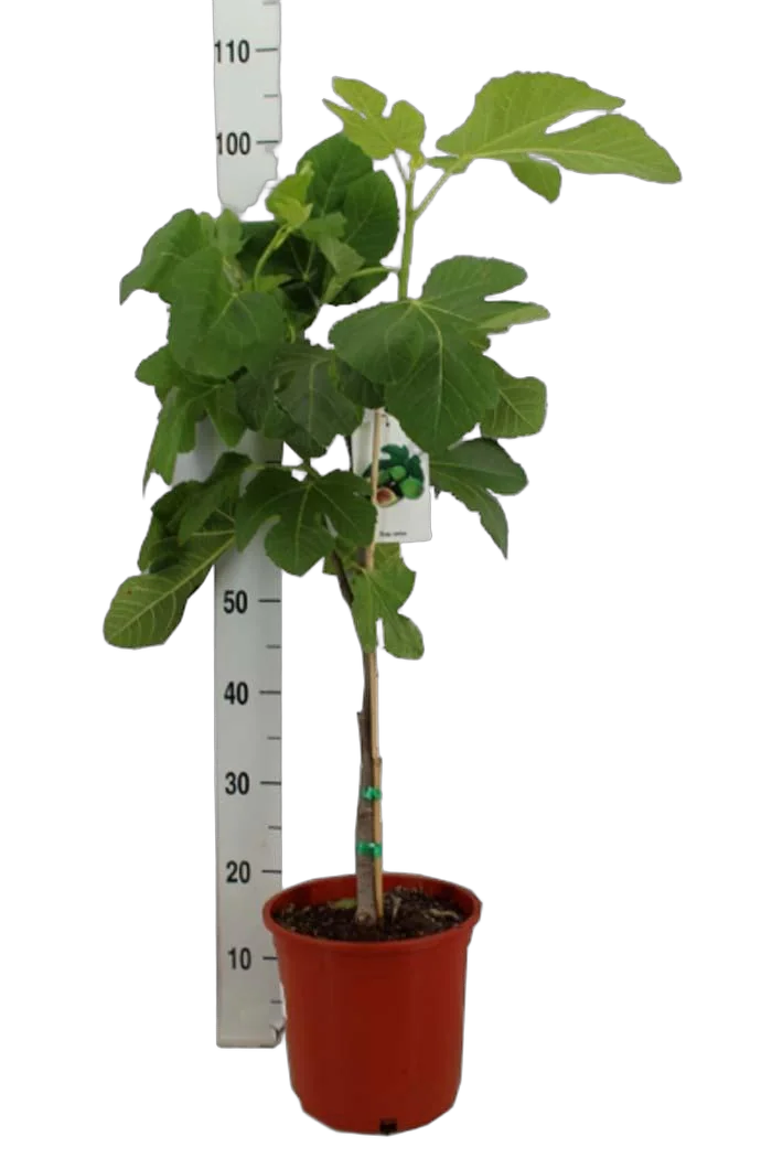 Инжир Турецкий черный - Ficus carica Brown Turkey D21 H90