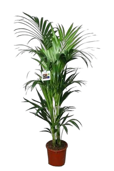 Пальма Ховея (Кентия) - Howea D22 H120