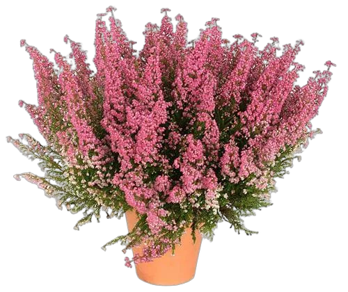 Вереск Каллуна пурпурный - Calluna D12 H20