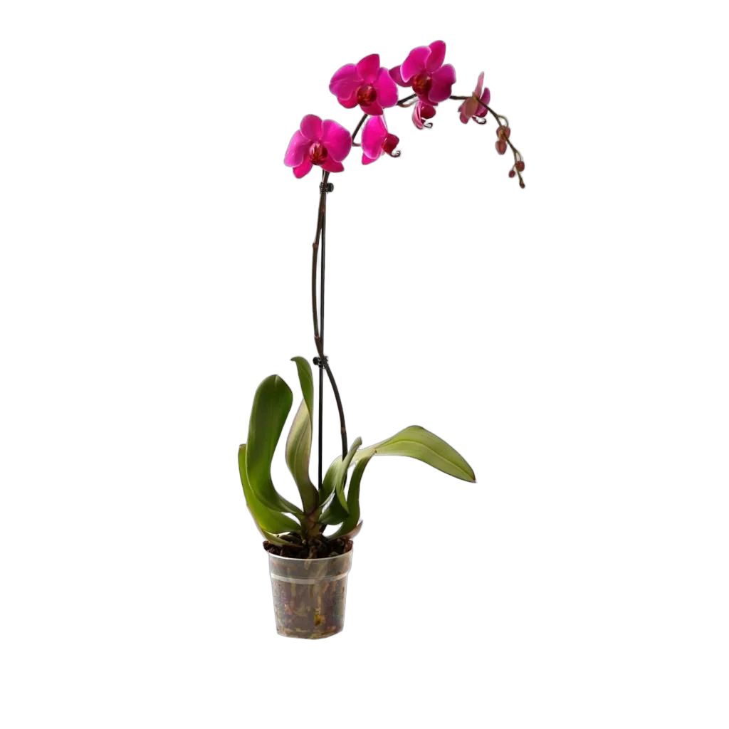 Минхо  - Phalaenopsis Minho Princes Star