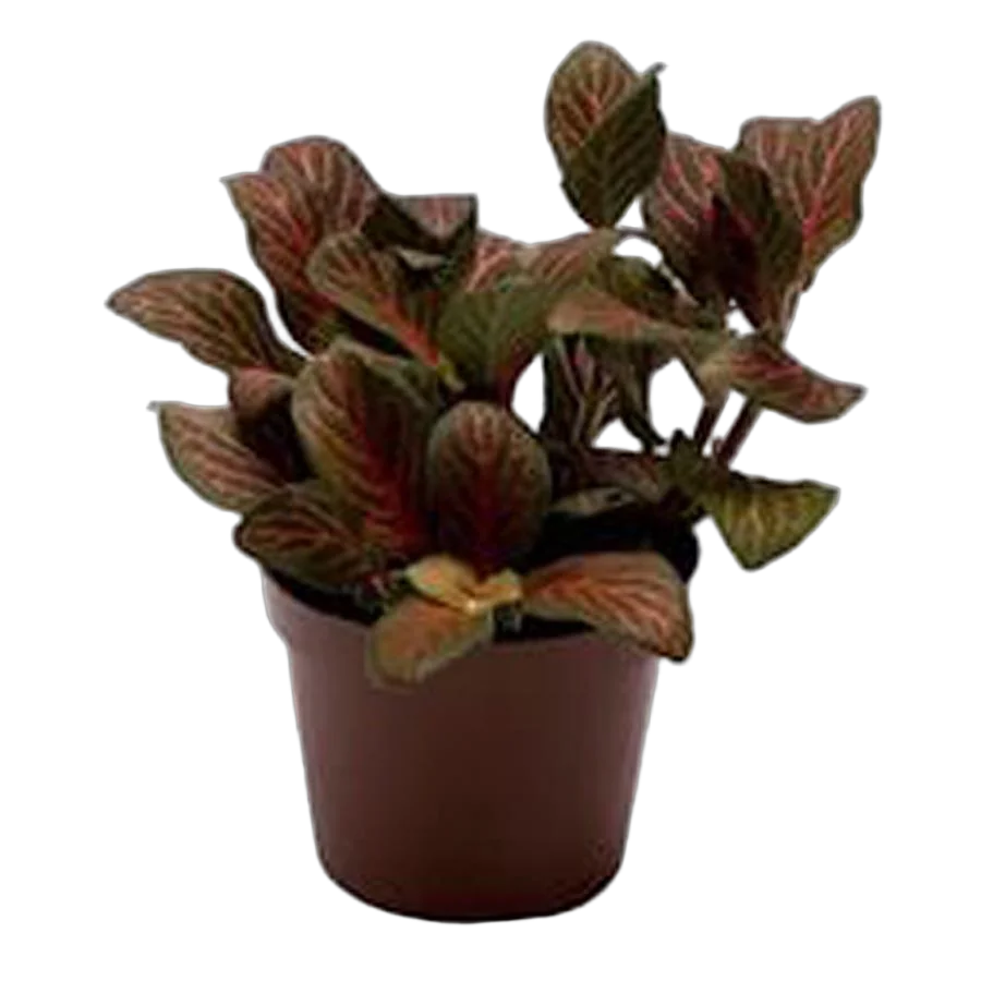 Фиттония - Fittonia verschaffeltii Red Angel D9 H10