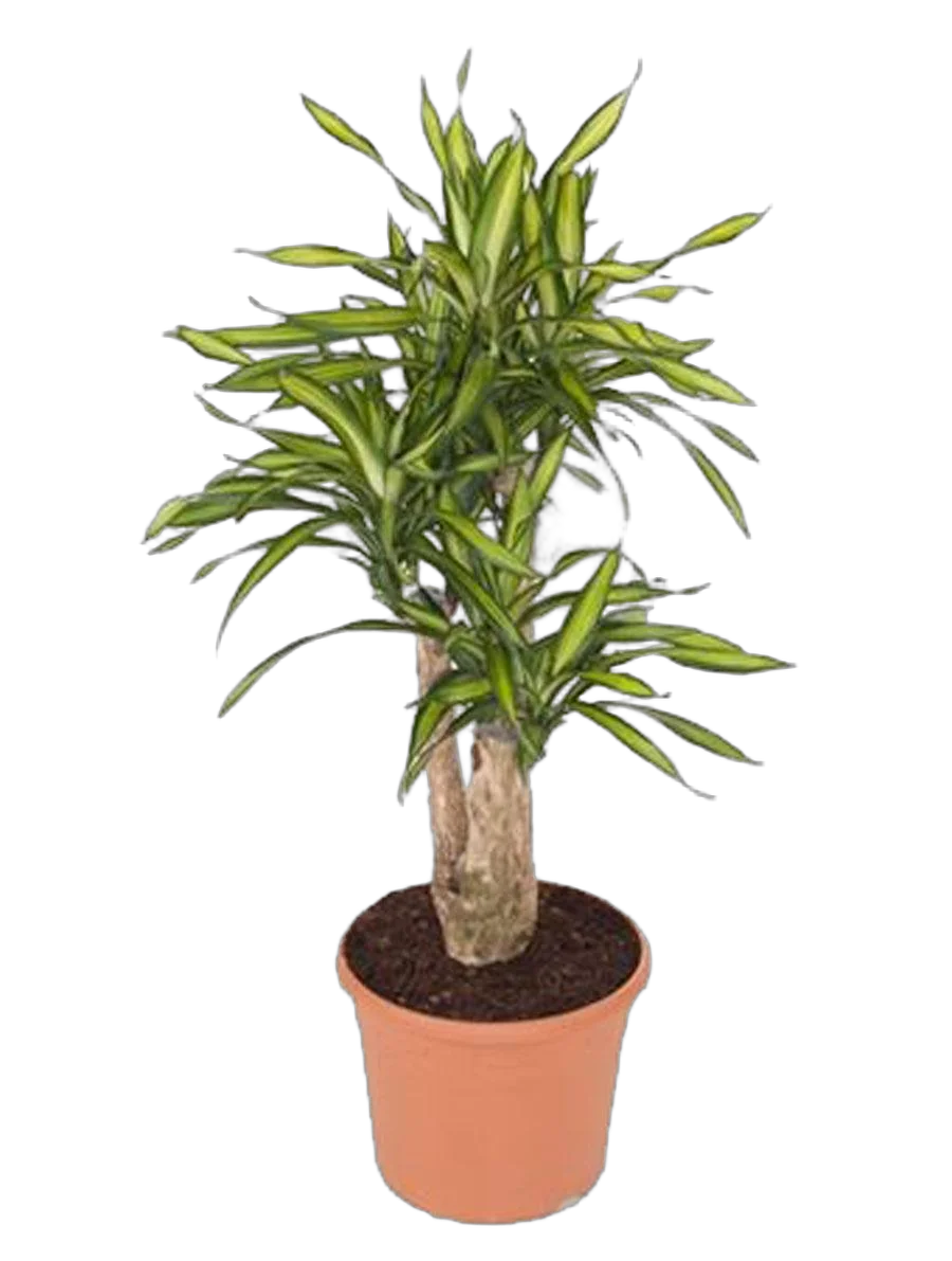 Драцена душистая Рики бранч - Dracaena fragrans Riki Branched D30 H100