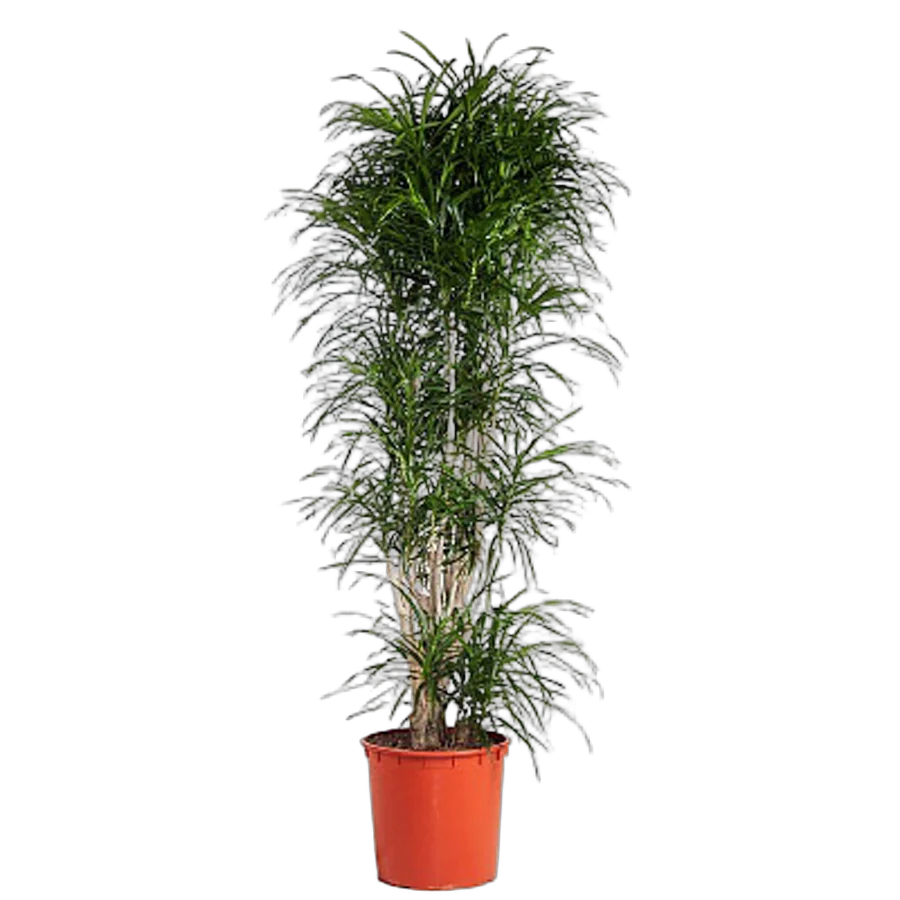 Драцена отогнутая Анита - Dracaena reflexa Anita D32 H200