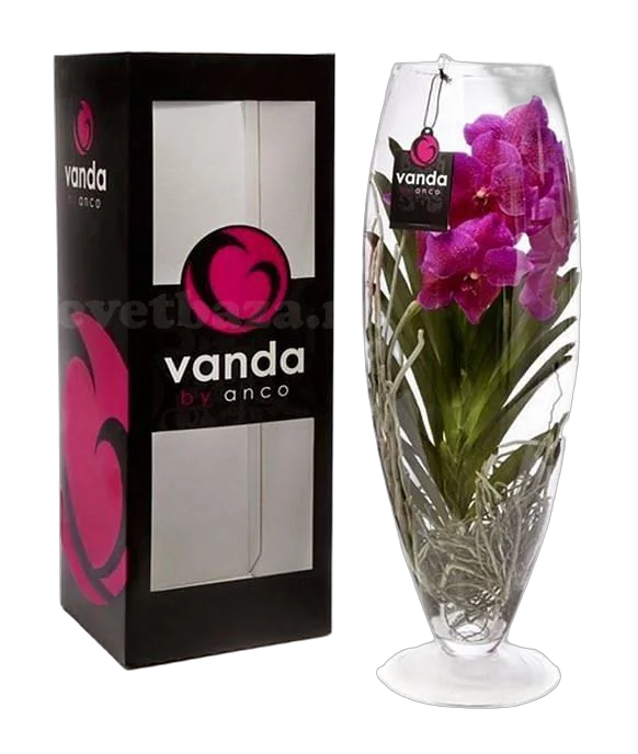 Ванда в стекле D17 H60