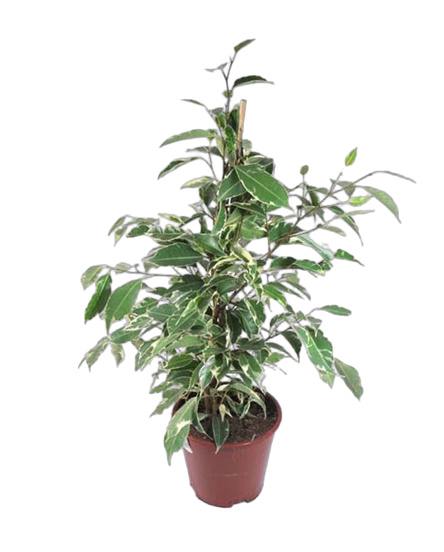 Фикус Бенджамина Твайлайт - Ficus Benjamina Twilight D14 H40