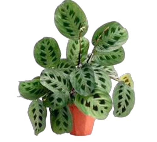 Маранта Керховена - Maranta leuconeura var.Kerchoveana D14 H40