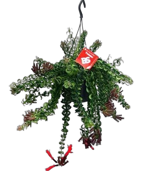 Эсхинантус Твистер - Aeschynanthus D15 H40