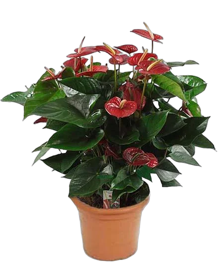Антуриум Пинк Чемпион - Anthurium PINK CHAMPION D21 H60