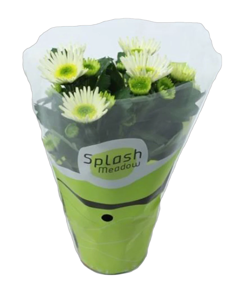 Хризантема белая - Chrysanthemum Splash Meadow D10 H25