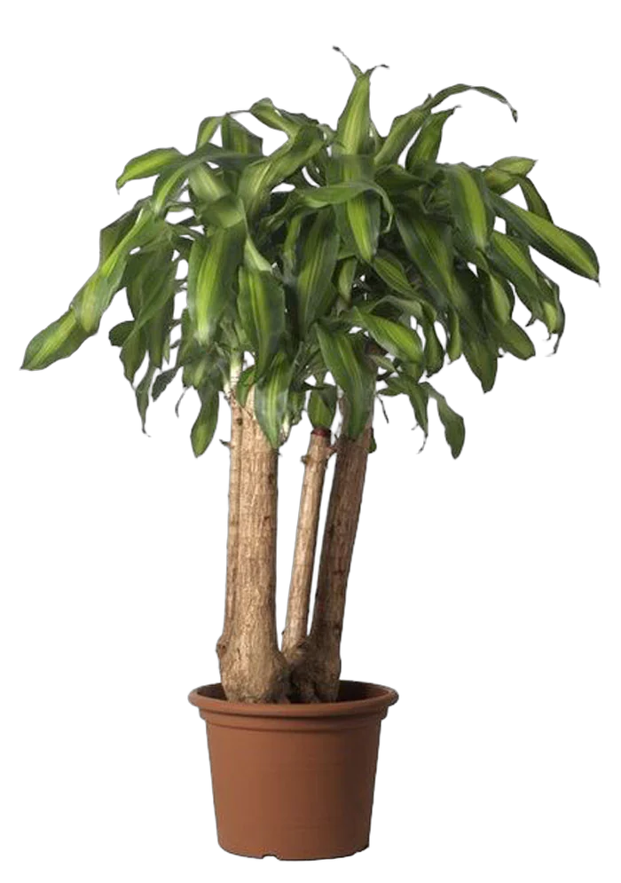 Драцена Фрагранс, душистая Массанжеана - Dracaena fragrans D30 H145